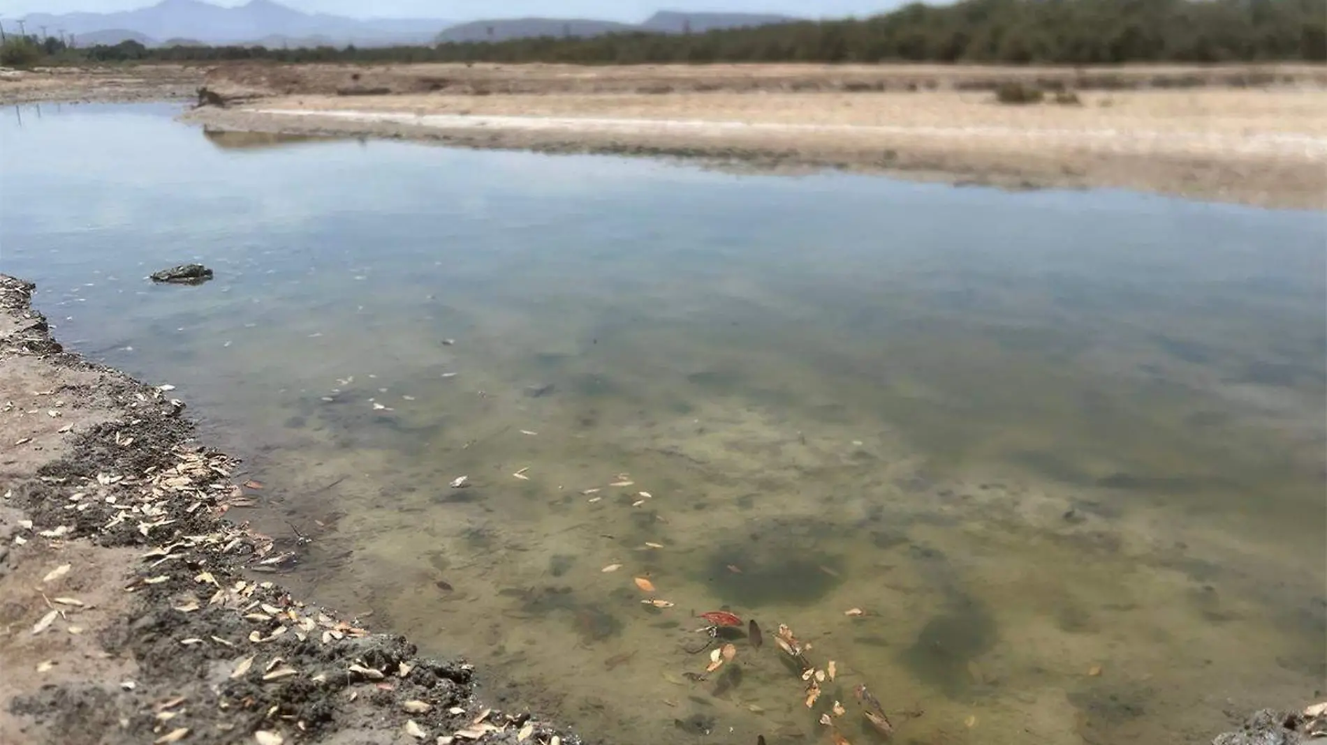 Contaminacion ensenada de la paz 1